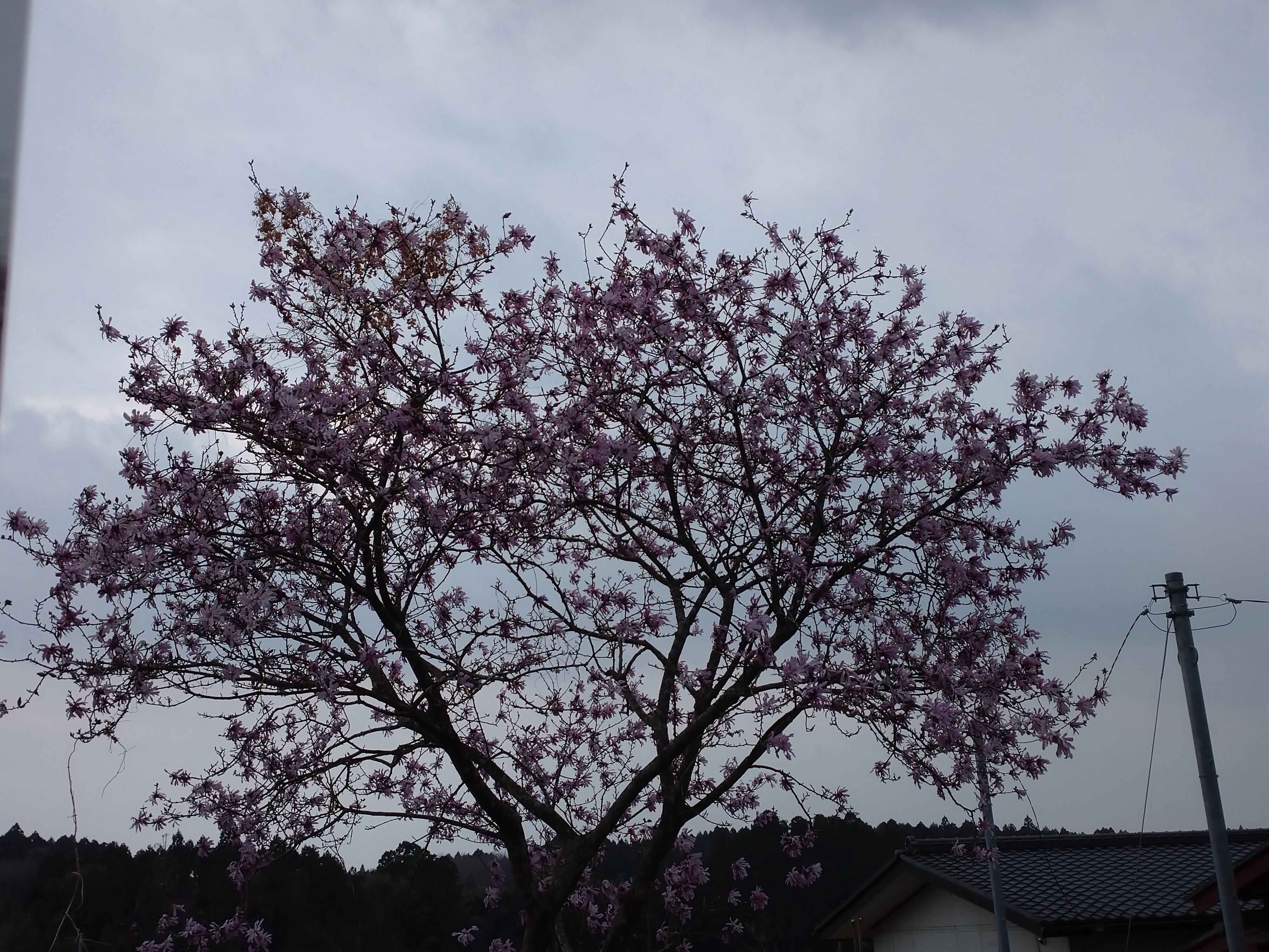 こぶしの花 の新着タグ記事一覧 Note つくる つながる とどける