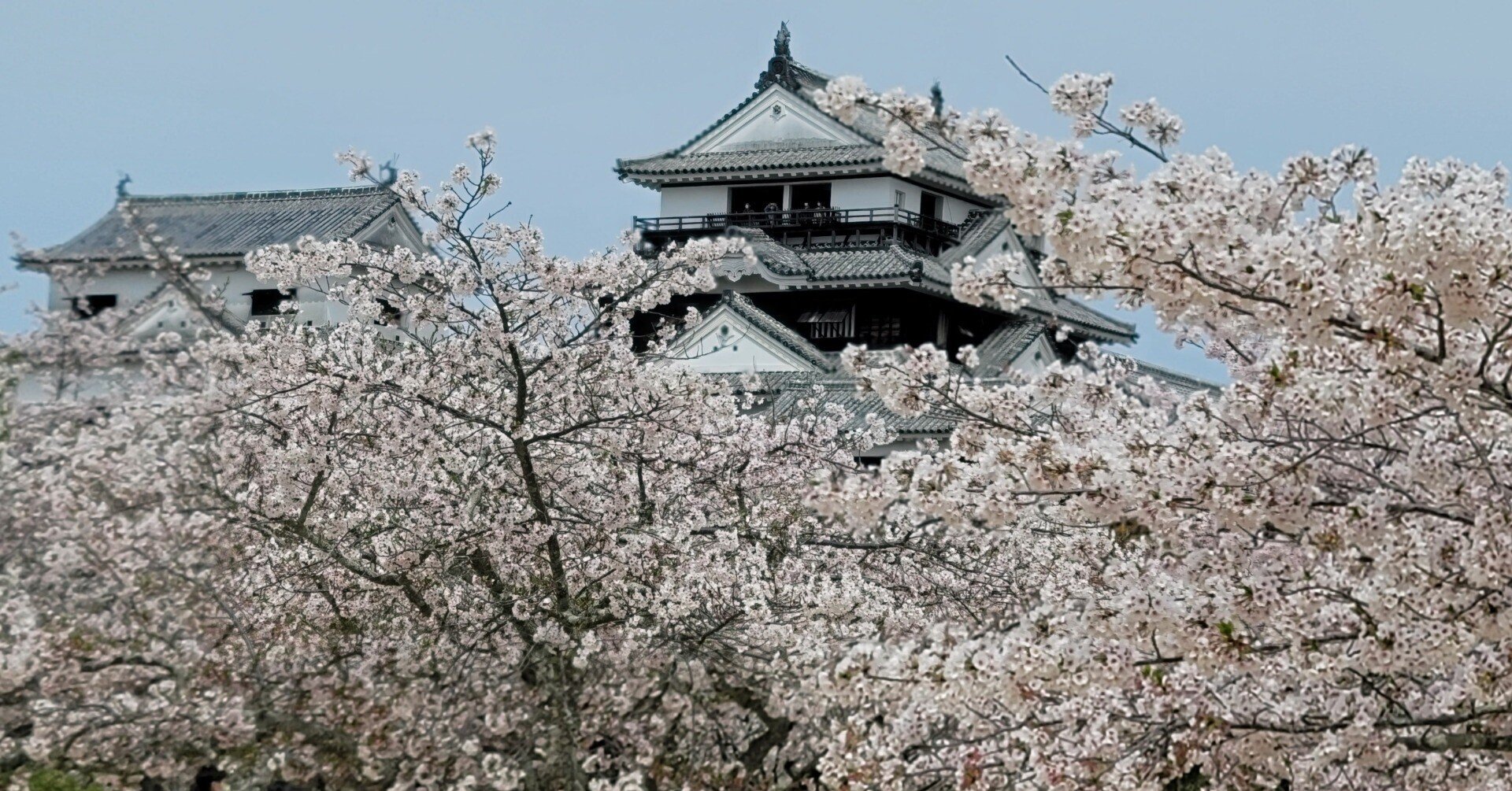 車中泊で 桜 と日本一周 11県目 愛媛編 松山城は桜の雲の上 地球へ途中下車夫婦 根津眞澄 妻 オット Note
