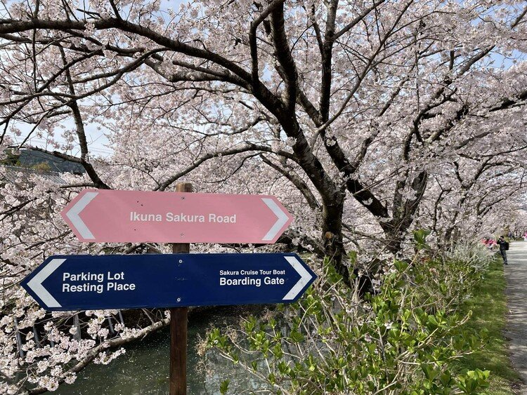 今朝は桜を見に、イベント開催地へ。可愛い立て札に心を奪われました。