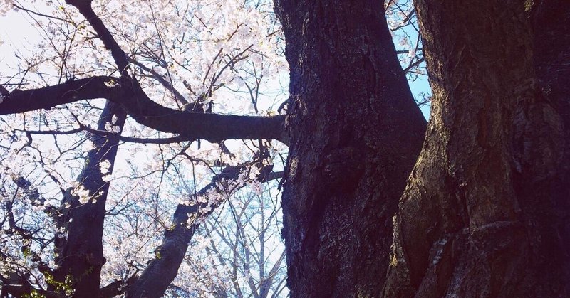 大根島樹齢80年の桜