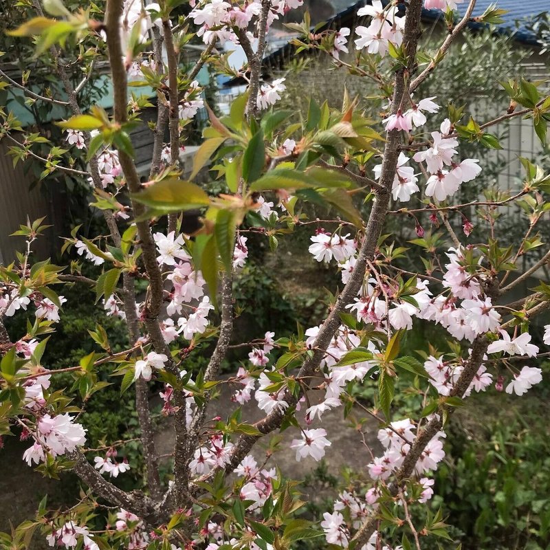 庭の桜