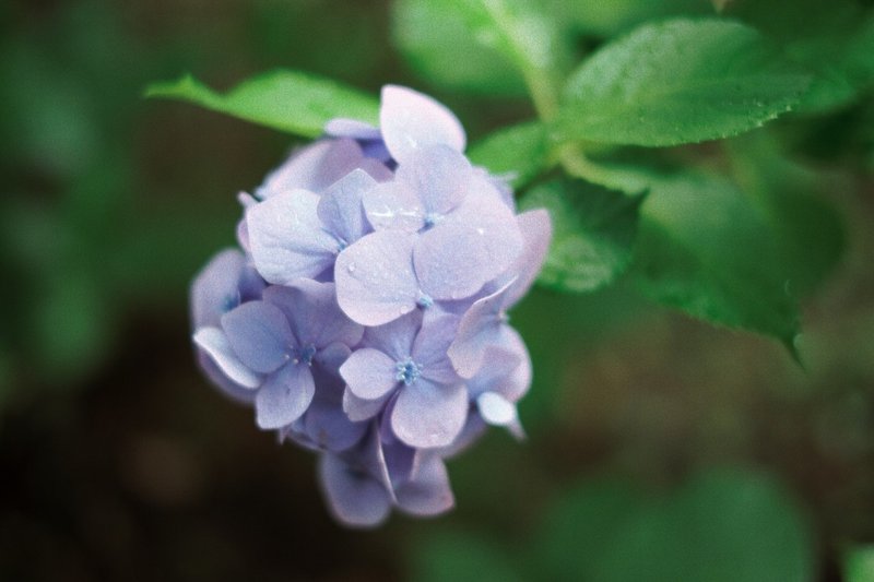 今日の写真 花 の構図で注意する点 Gucchon Note