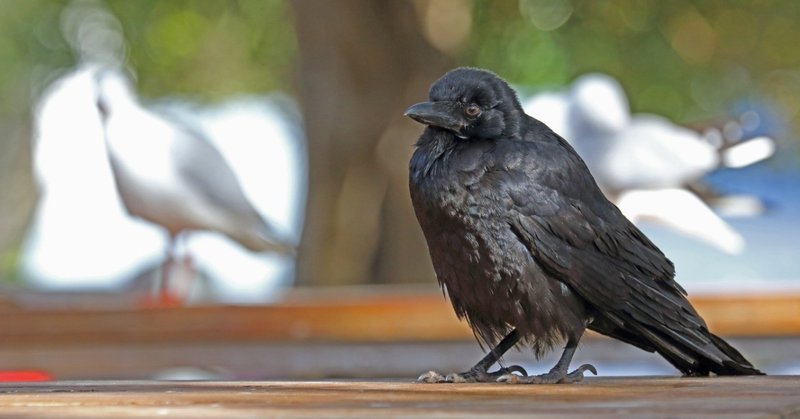 カラスの行水姿がかわいくて ぶらり花子 Note カラスの行水姿がかわいくて ぶらり花子 Note
