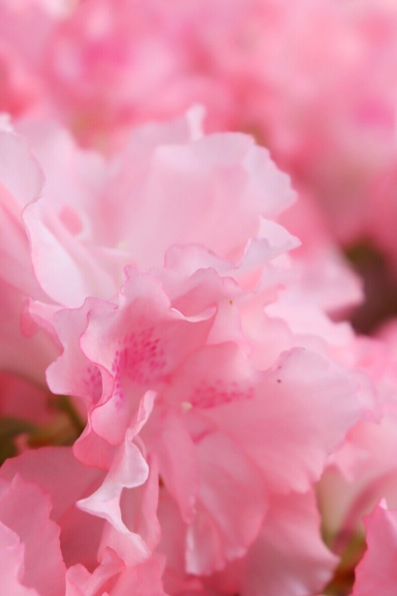 アザレア ひら Note