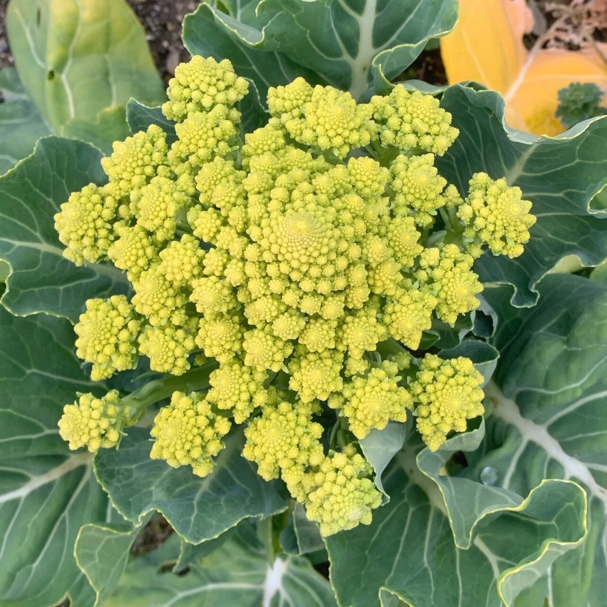 画像18