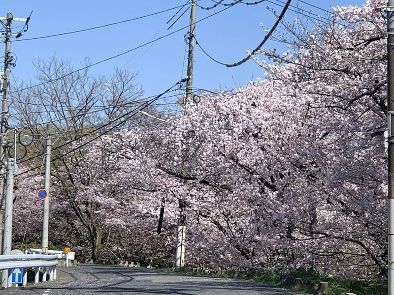 近くを流れる京橋川の本日の風景