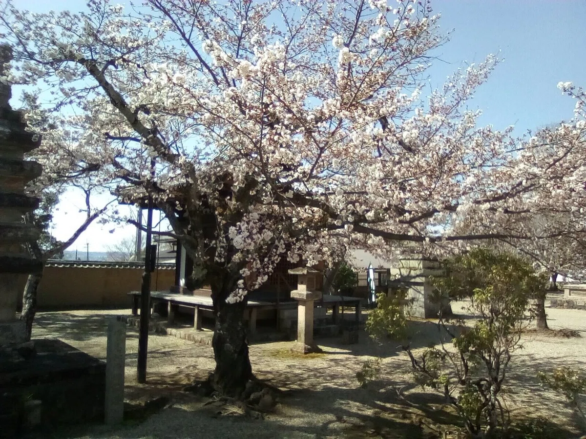 画像4