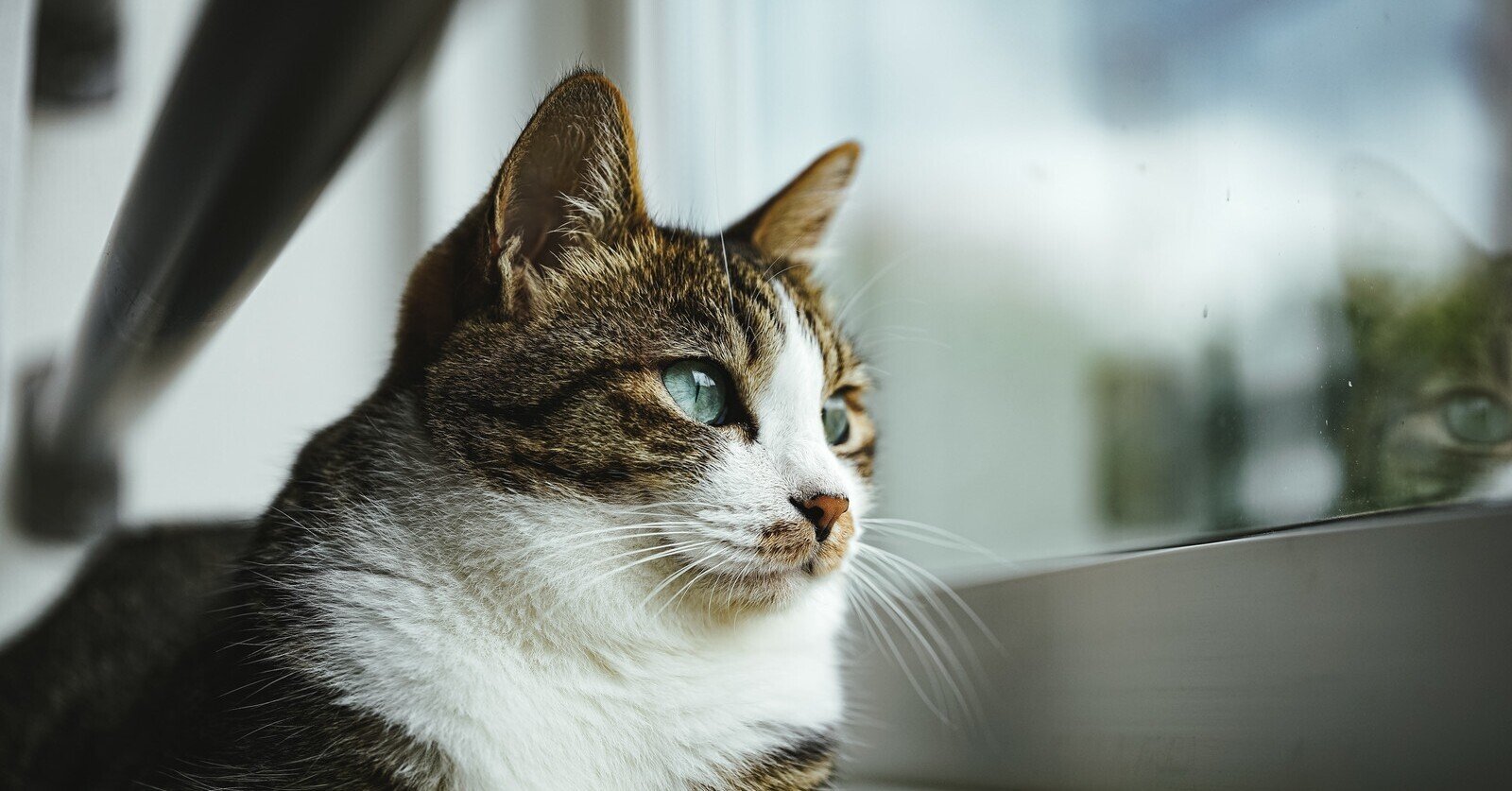 もし 新型コロナの影響で職を失った猫カフェ店員が起業独立したら にゃんこ先生 Note もし 新型コロナの影響で職を失った猫カフェ店員が起業独立したら にゃんこ先生 Note