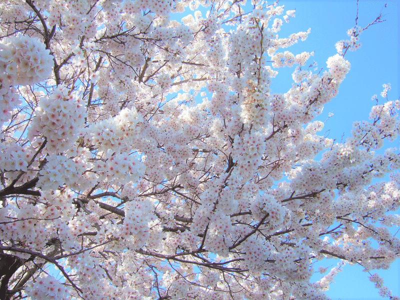 １桜 (2) - コピー