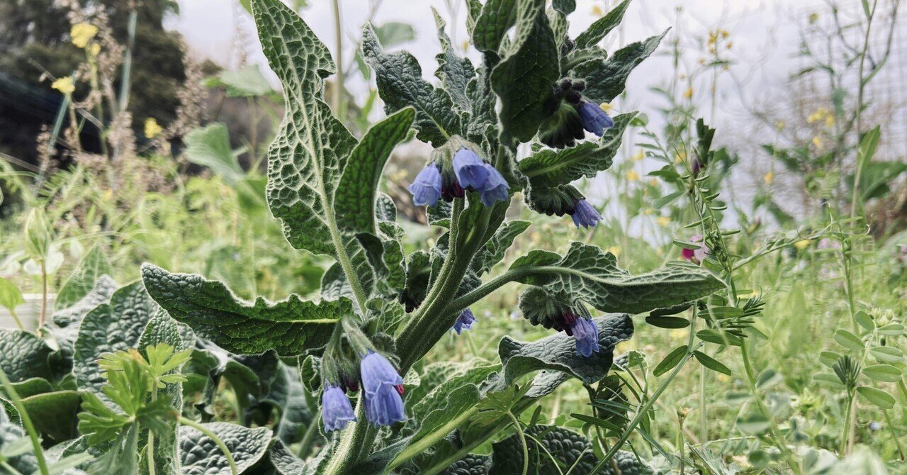 コンフリー Symphytum Officinale ころのにわ 自然菜園 Note