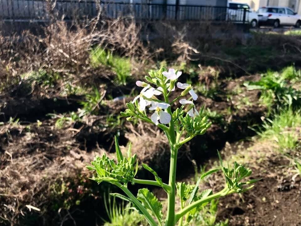 20190322_1-大蔵大根開花