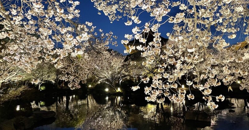京都、お花見の旅🌸
