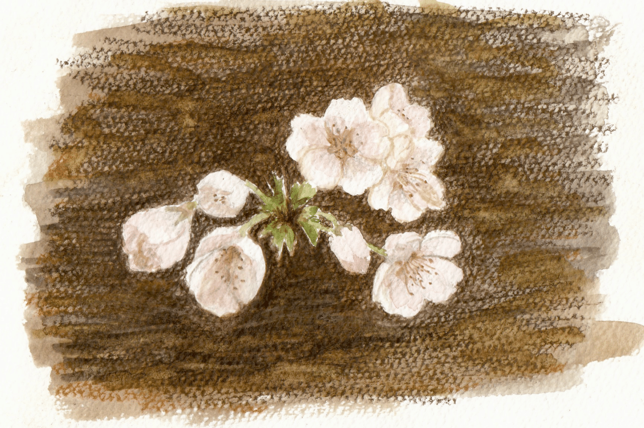 春の花の練習絵 Pitchpotch Note