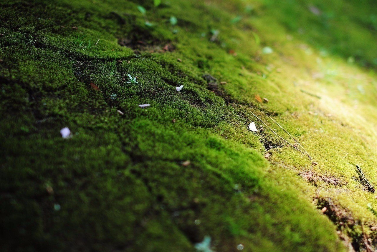 啓蒙と洗脳のわずかな違いについて 鰯 十三 Note 啓蒙と洗脳のわずかな違いについて 鰯 十三 Note