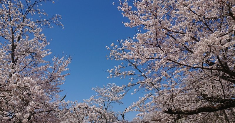 桜を楽しんできました