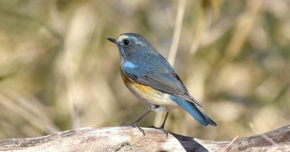 ものは考えよう 幸せを呼ぶ青い鳥はカメラ だった 小川克彦 Note
