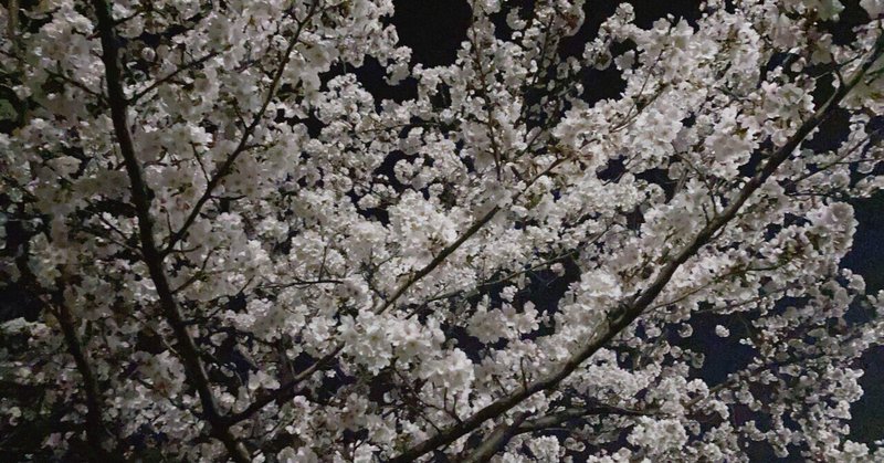 桜の季節、、、日本の四季、、、