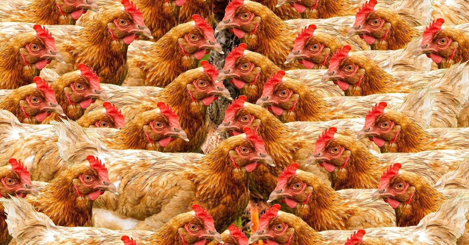 卵の飼育はケージフリーがいいの 新科目公共で学ぶ探究のトビラ 1 高橋勝也 Note 卵の飼育はケージフリーがいいの 新科目公共で学ぶ探究のトビラ 1 高橋勝也 Note