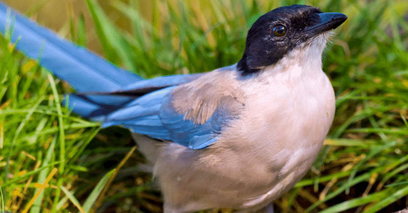 【気になる生態】 #35 鳥類界の橋本環奈 「オナガ」