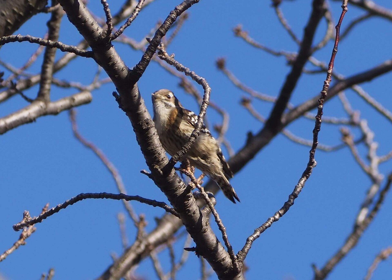 樹枝小鳥 木製人形 小枝で休む鳥 (モクセイニンギョウ コエダデヤスムトリ