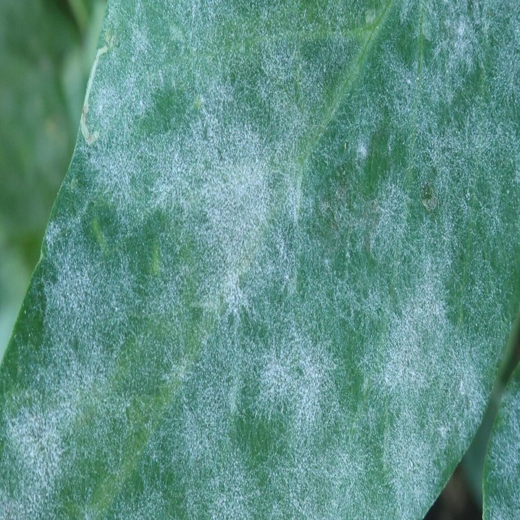 スナップエンドウ 白いカビ うどんこ病 ミライ菜園 Note