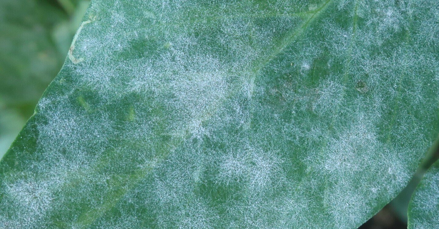 スナップエンドウ 白いカビ うどんこ病 ミライ菜園 Note スナップエンドウ 白いカビ うどんこ病 ミライ菜園 Note