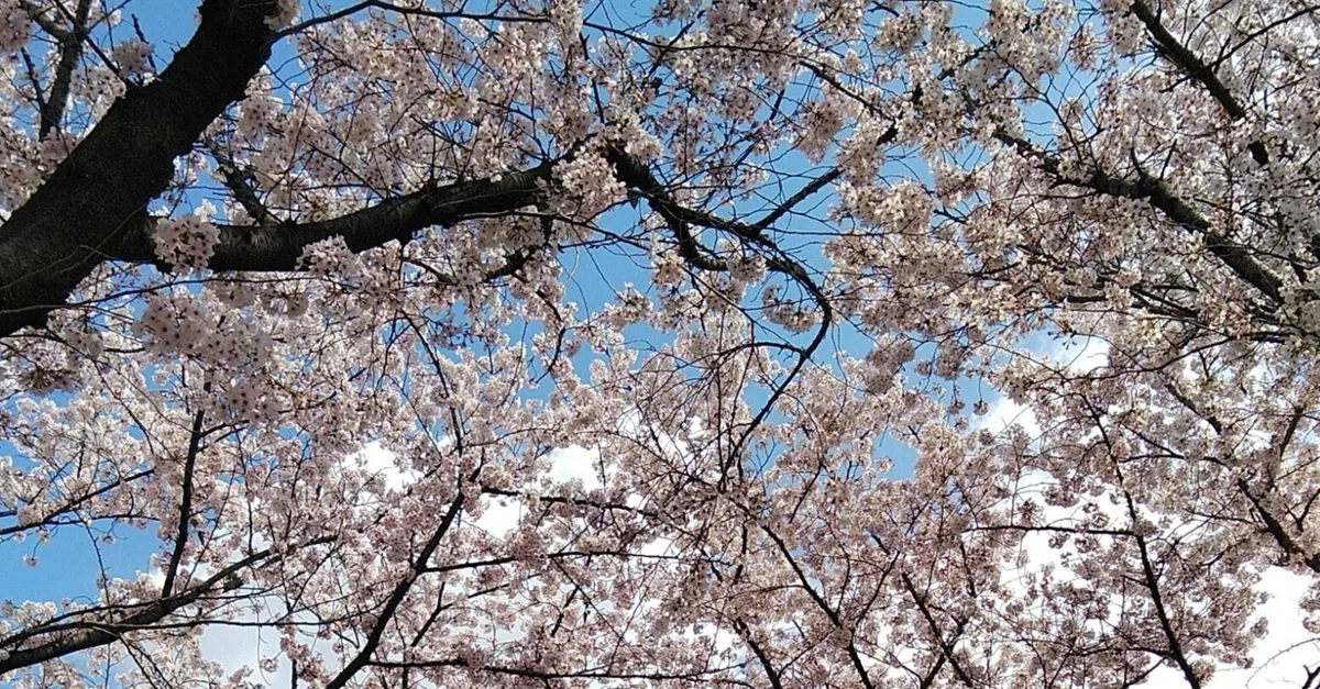 Spring Scale Words Spring, Come|かのう