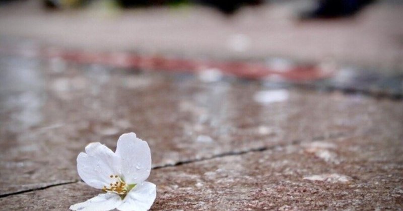 花散らしの雨に降られて