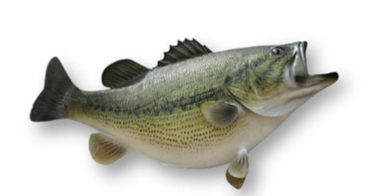 バス釣りが禁止になる日 Sdgsから考える共存取り組みの必要性 魚釣りライター つりペン Note