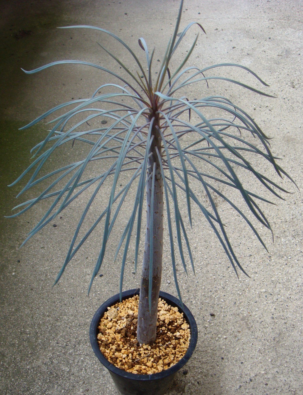 秋春型セネシオ類の育て方 黒大根くん2 0 Note 秋春型セネシオ類の育て方 黒大根くん2 0 Note