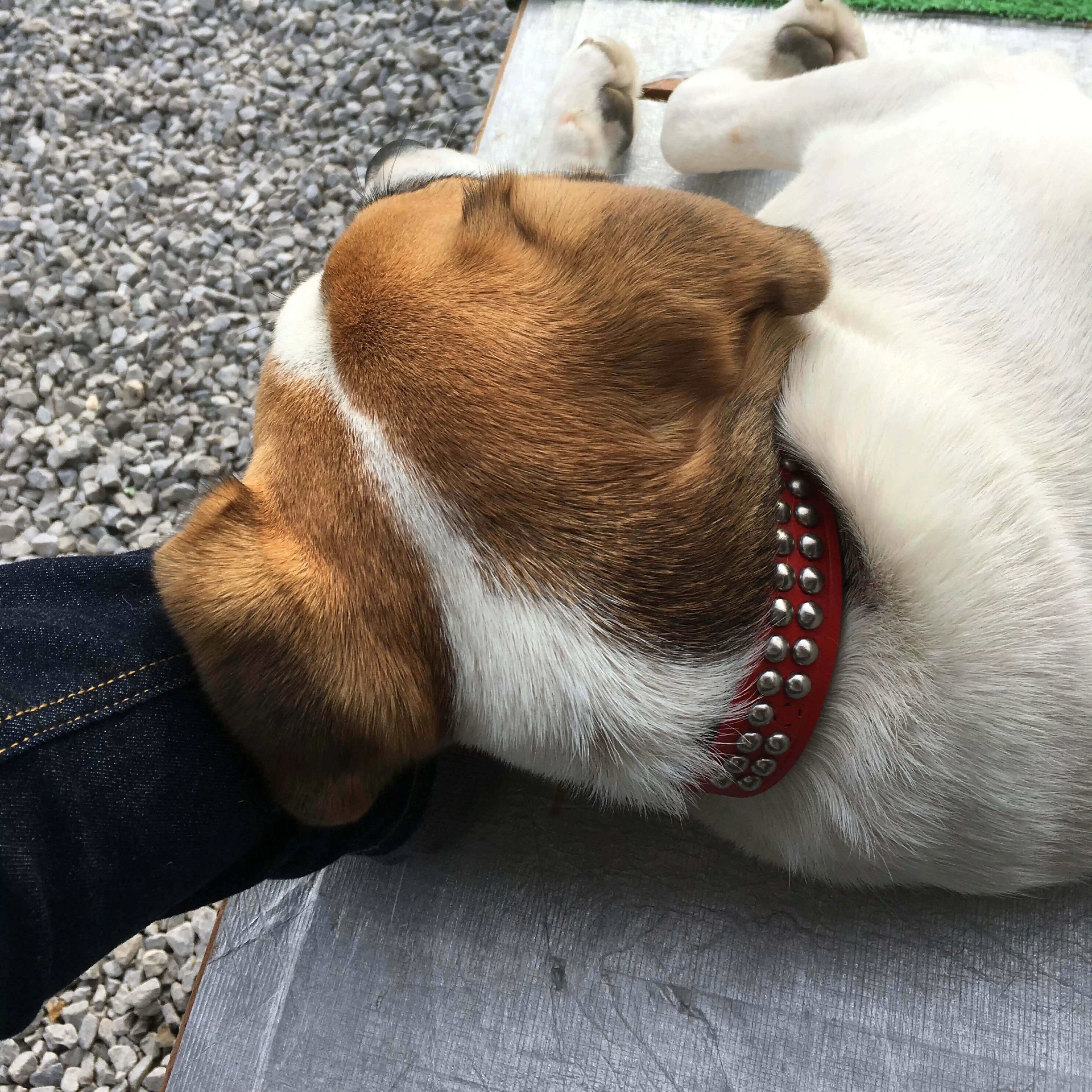 おはよう、しーちゃん。