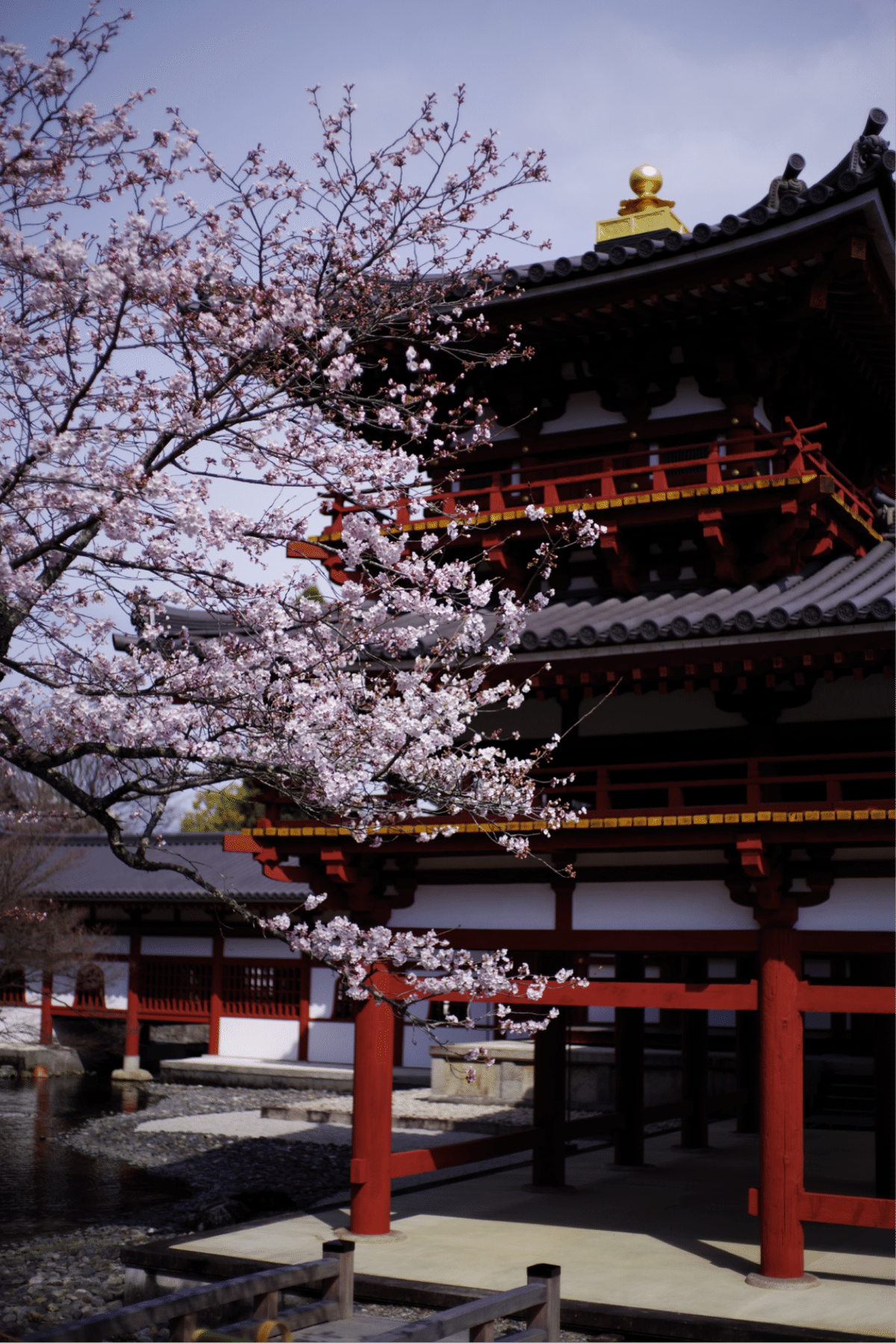 平等院と桜🌸と写真と私｜Aki Yamaki