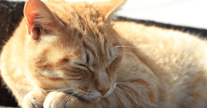 心理ー幼児期健忘｜puyo0000