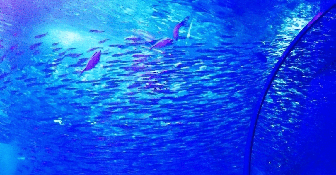 オープンレター関連の魚拓 アーカイブ片っ端から ヒトシンカ シンカ論マガジン センサイクロペディア Note