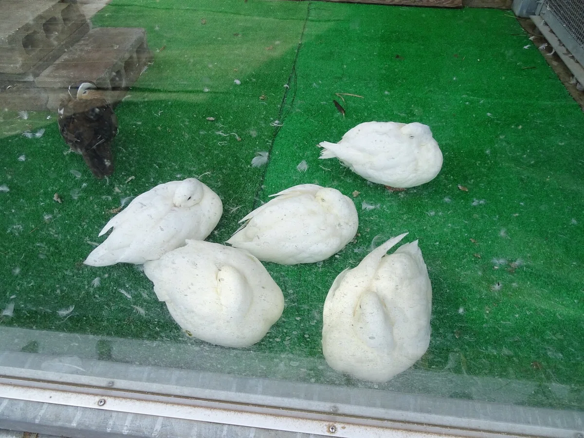 画像24