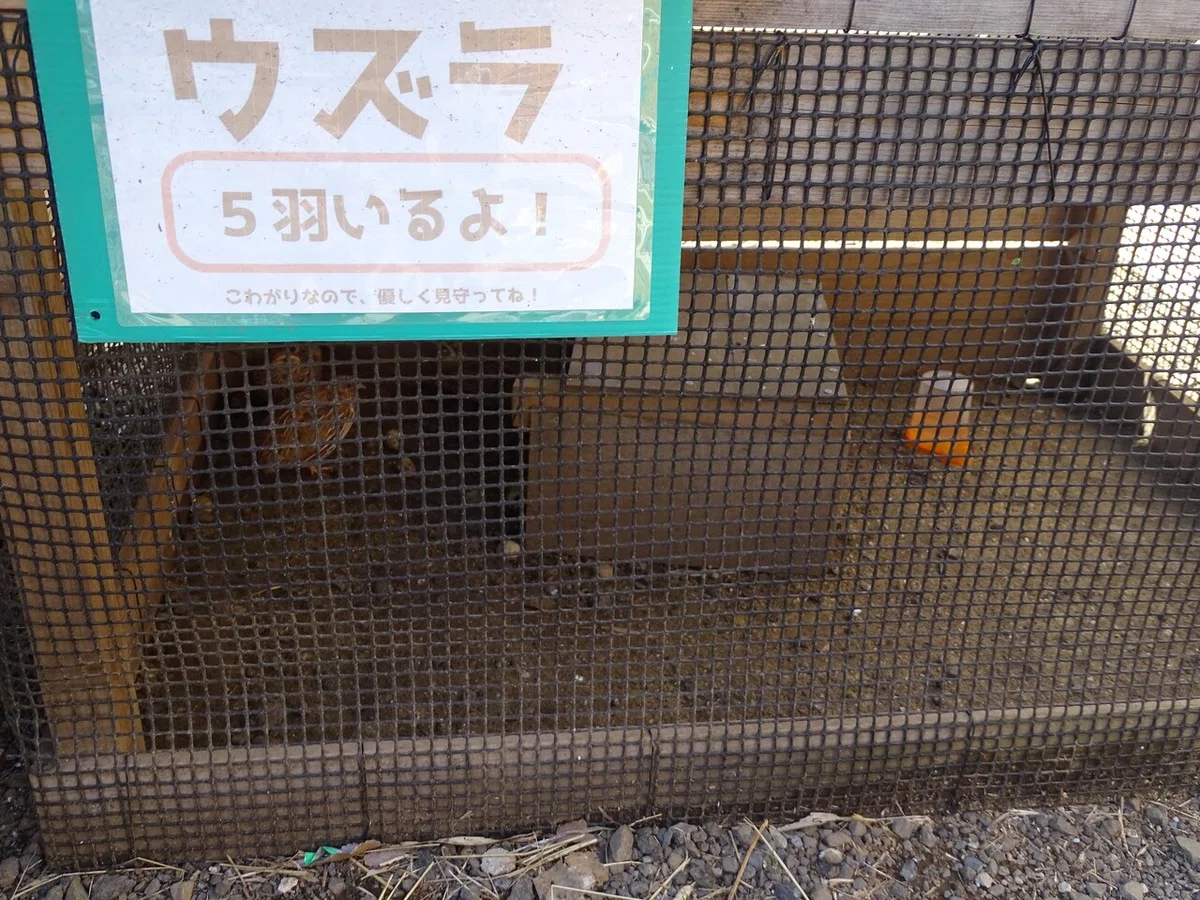 画像36