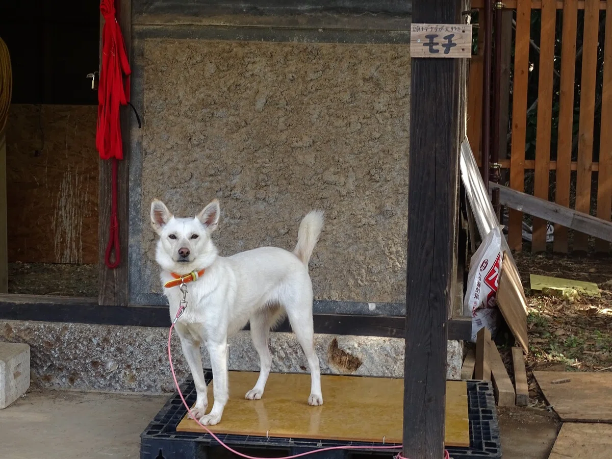 画像19