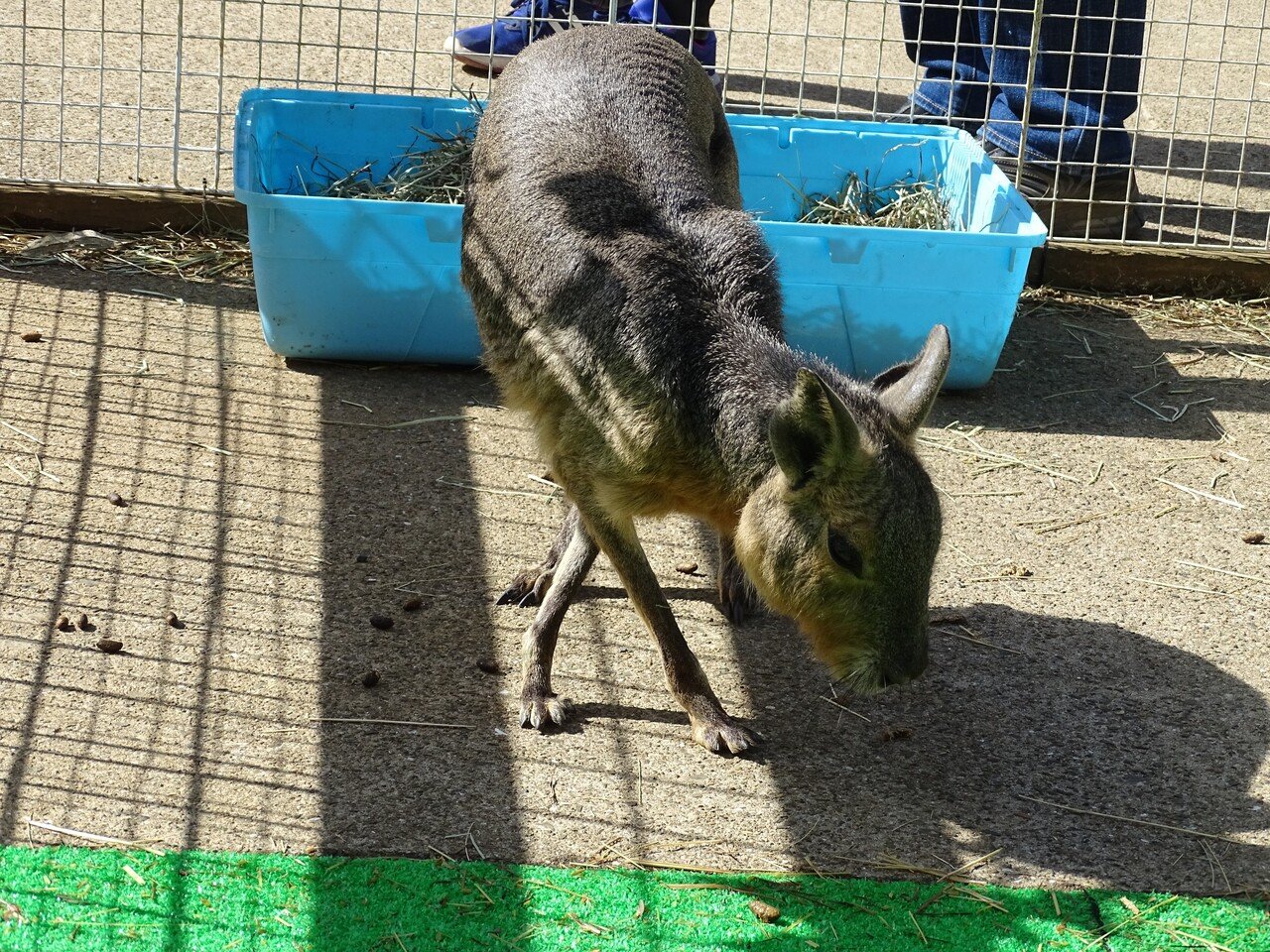ZASO:101】茨城県 #出張ふれあい動物園ANIMA｜ZASOちゃんねる