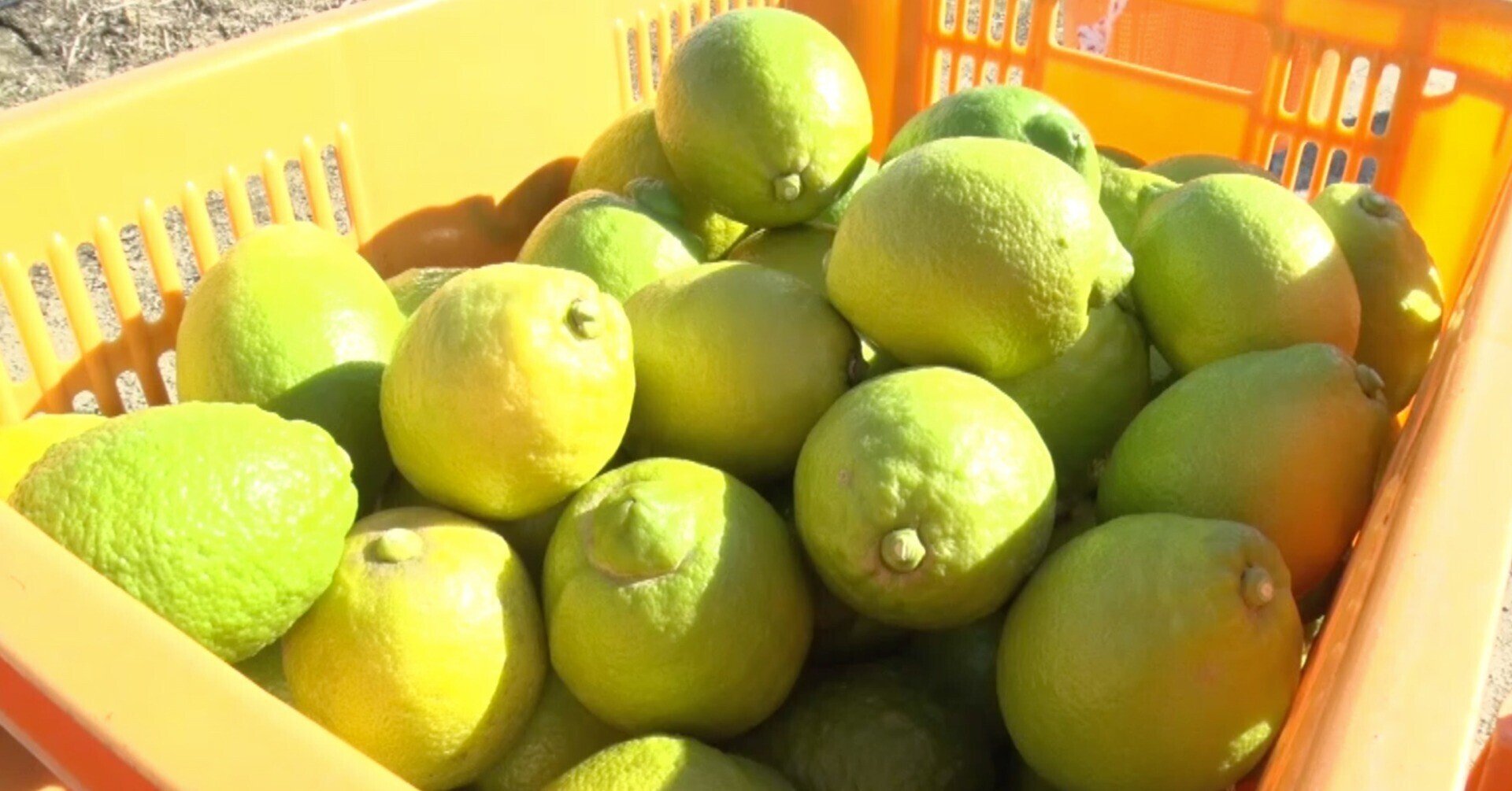 レモンという素材と真摯に向き合いたい 自社レモン農園ができるまで 前編 ポッカサッポロ レモンという素材と真摯に向き合いたい 自社レモン農園ができるまで 前編 ポッカサッポロ