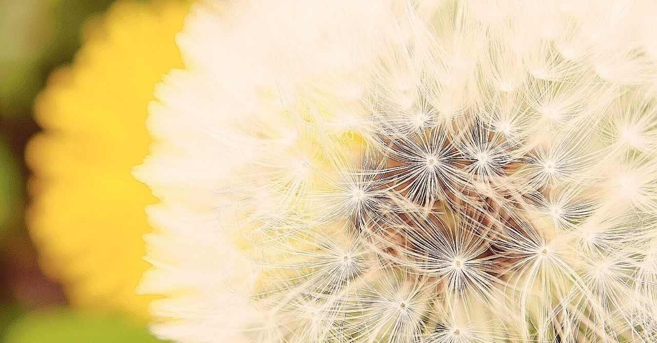枯れる花が巻く種 の新着タグ記事一覧 Note つくる つながる とどける