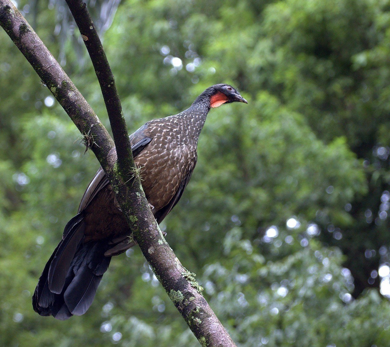 遊神チヌSP 様 確認ページ❗ 遊神チヌSP 様 確認ページ❗ 产品