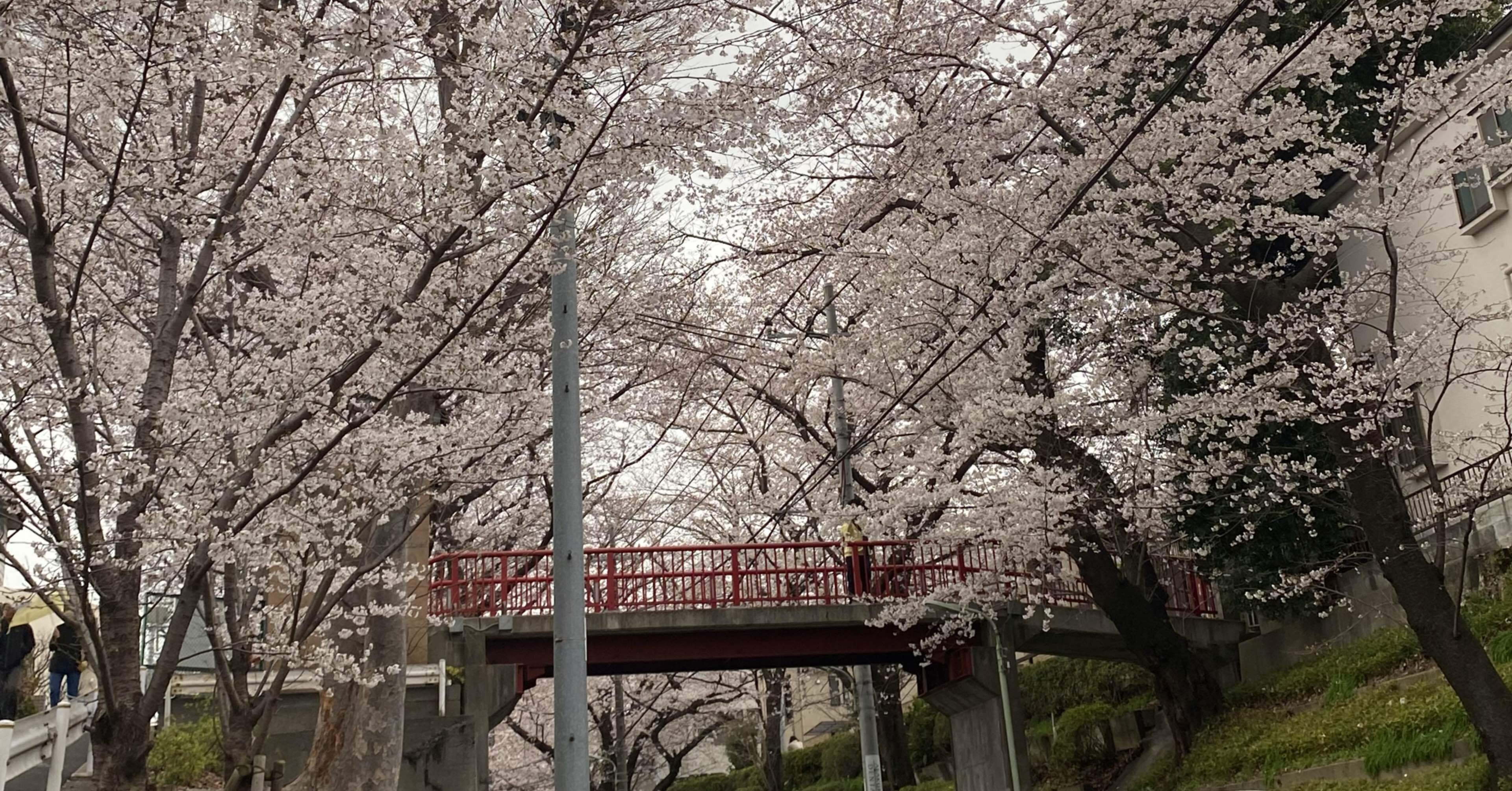 55 東京・桜の坂道探訪｜ミヤコカエデ（Miyako Kaede)