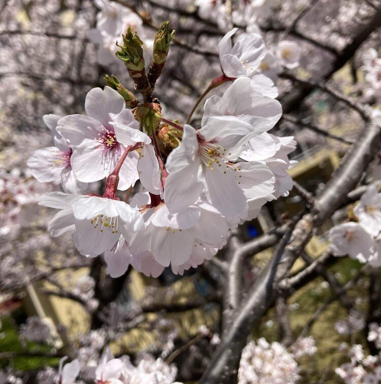 なんだか可愛いカットです。後気にしながら撮ってます。周り編集しました。今回もカバーずれてまして、途中直したので。でもわ寄りの感じも良いかな？😅#桜咲く＃桜道#桜感謝#はるうらら