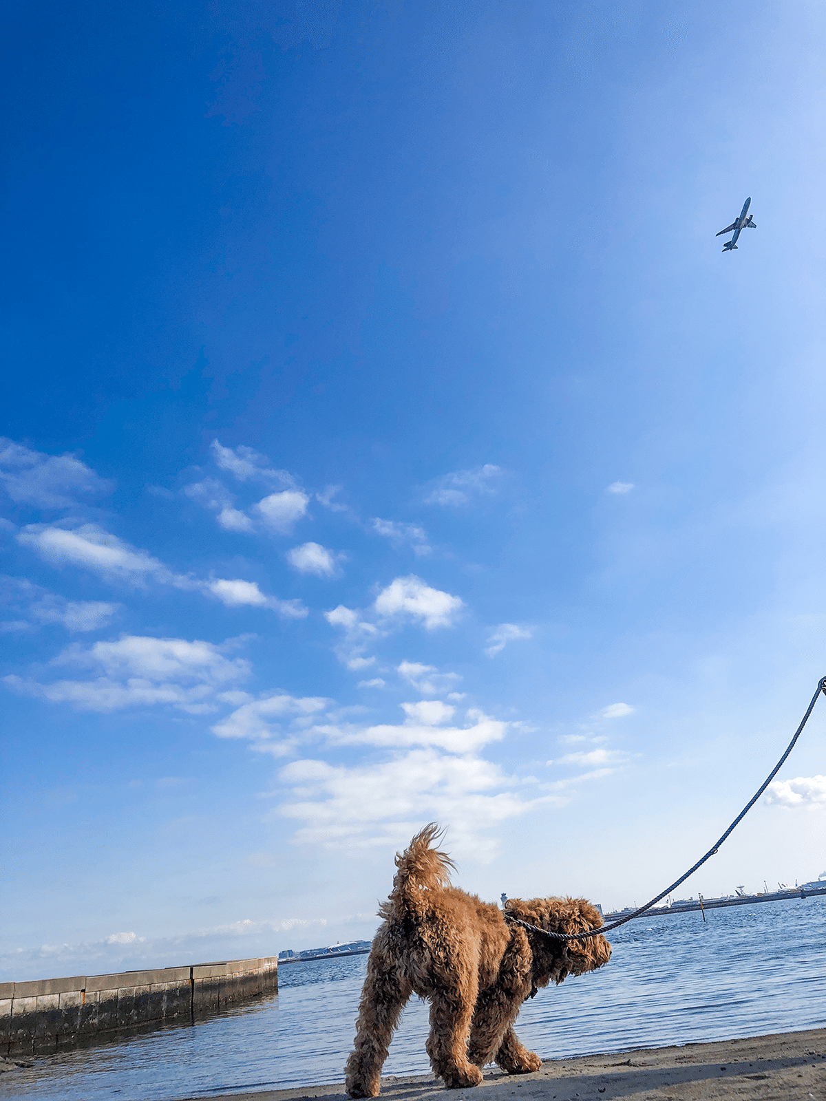 飛行機と犬