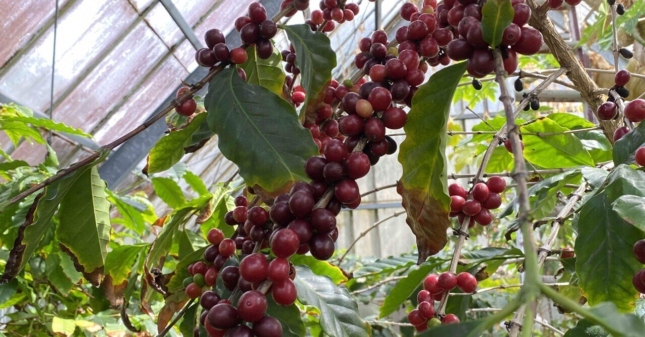 日本のコーヒー農園行ってきた Ignis Coffee Note 日本のコーヒー農園行ってきた Ignis Coffee Note