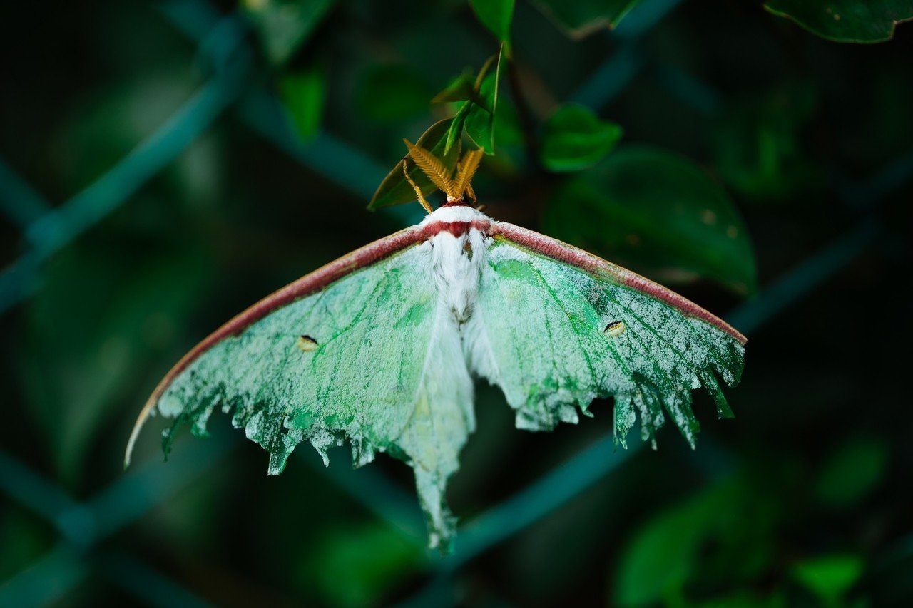 今度は鮮やかな緑色の蛾になって わたしを威嚇するように飛び回っている オオミズアオ マユが変化しそうな美しい蛾だ 蝶の鱗より 蝶の鱗 Note Mu Tecona N N76c 石川 葉 Note