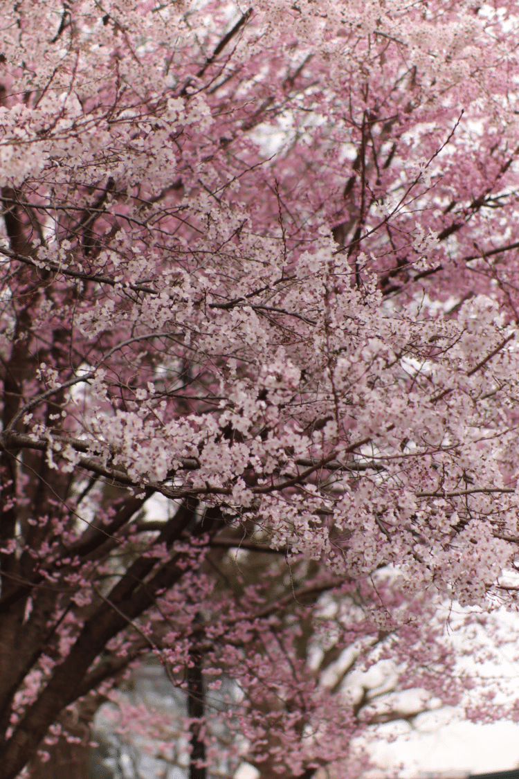 いろんな場所で花見をして、こころも「桜色〜🌸」になった3月でした😉❤️