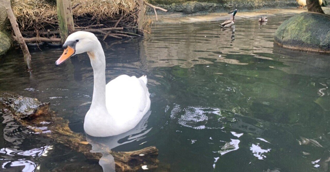 那須どうぶつ王国・ウェットランドでのイベントその①｜那須どうぶつ