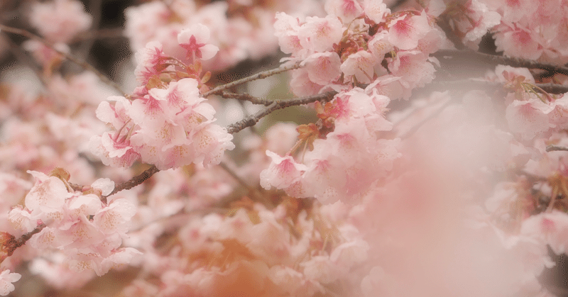 桜が舞い散る思い出