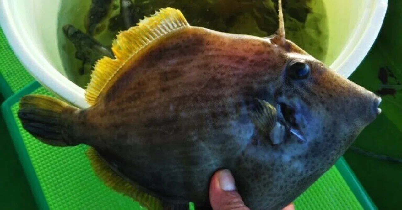 釣り考察】勘違いが多い！？本当のカワハギの目感度を本気で解説 